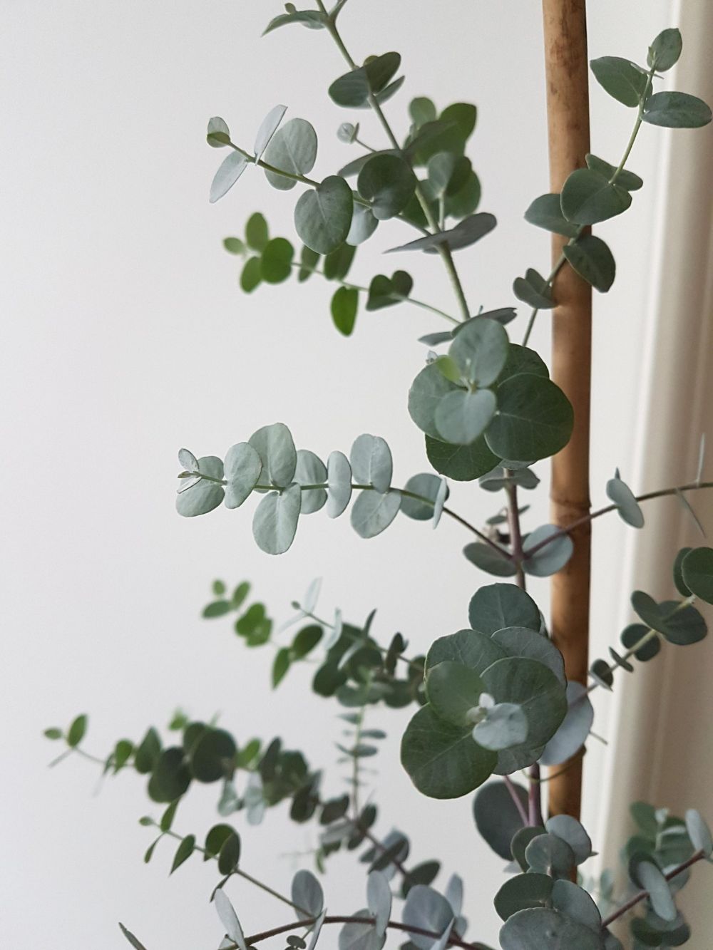 5. Eucalyptus Gunnii Blue Ice - Kwekerij Magret